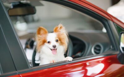 Mascotas que pueden cruzar por tierra de México a EE. UU. y sus requerimientos